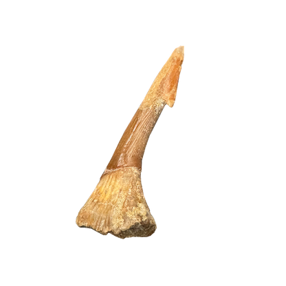 Sawfish Bard
