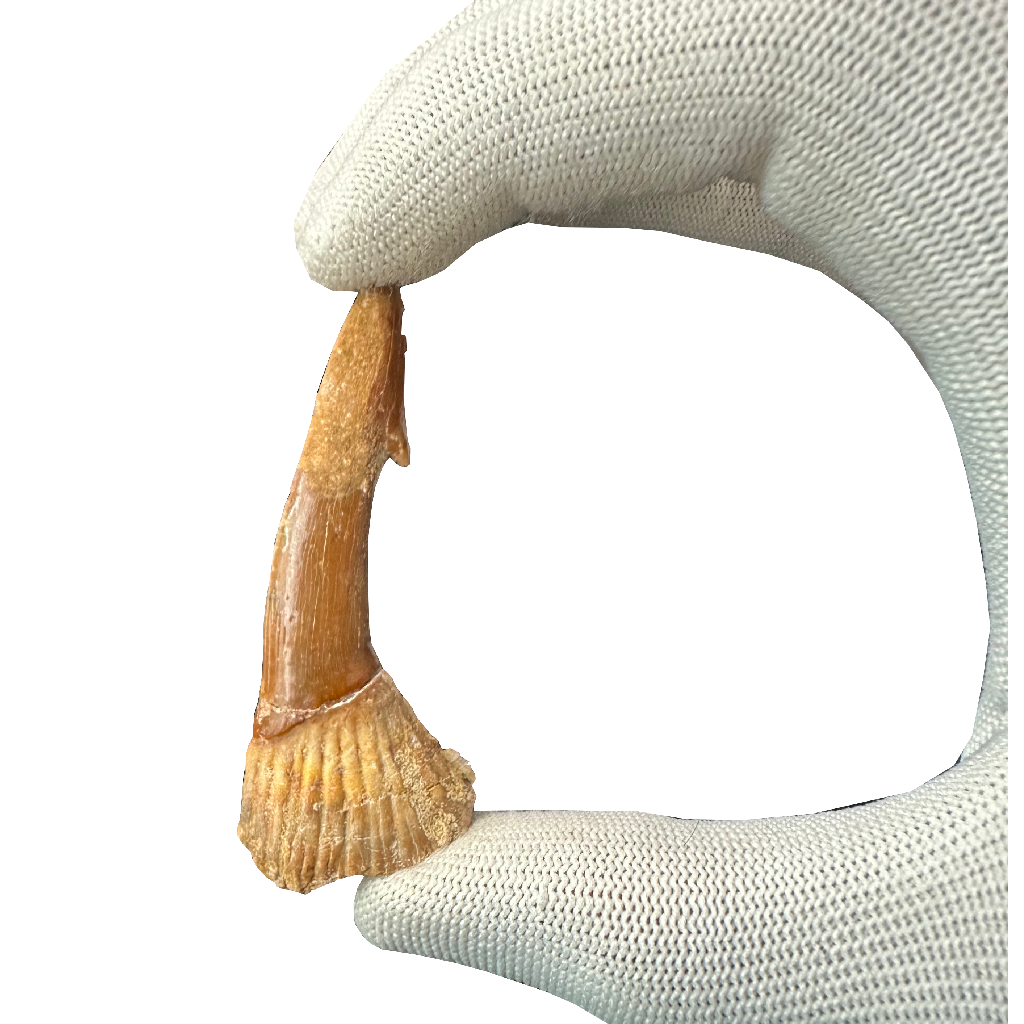 Sawfish Bard