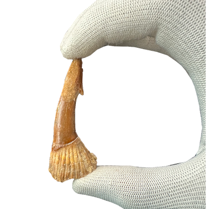 Sawfish Bard