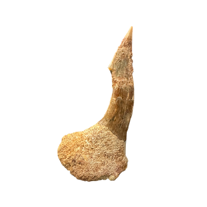 Sawfish Bard