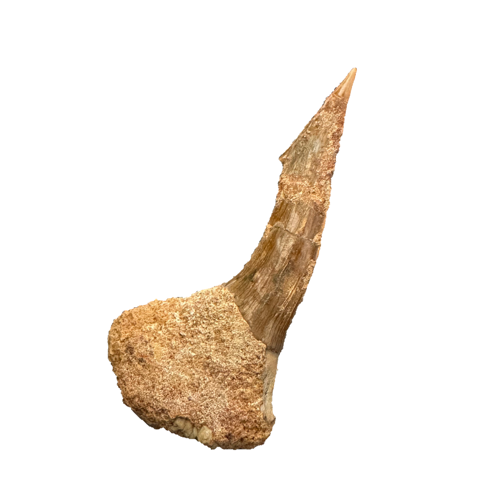 Sawfish Bard