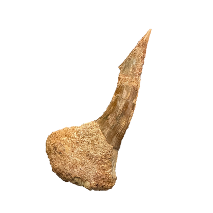 Sawfish Bard