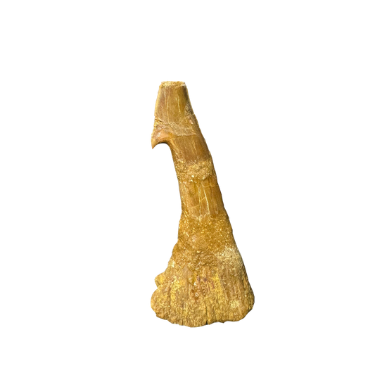 Sawfish Bard