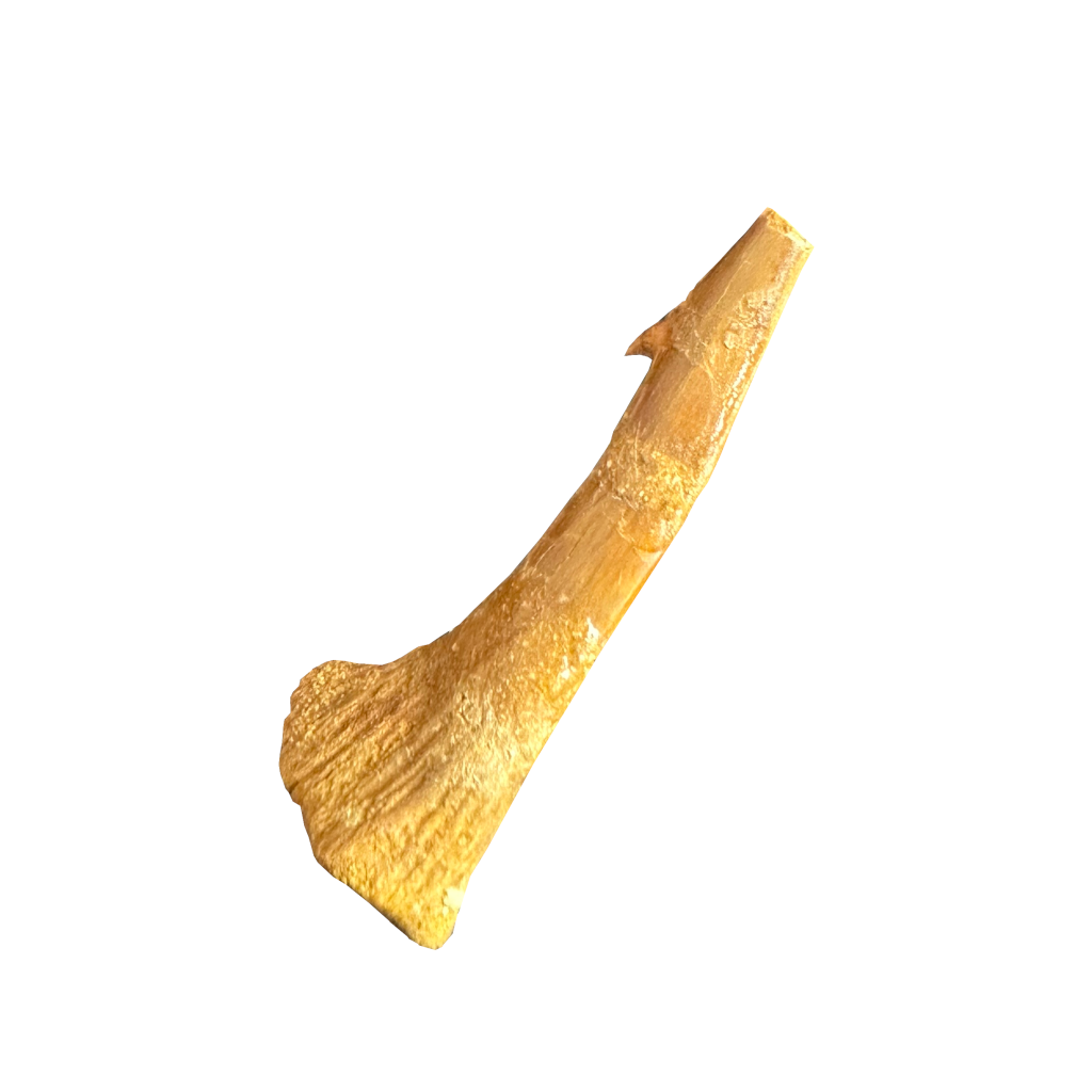 Sawfish Bard