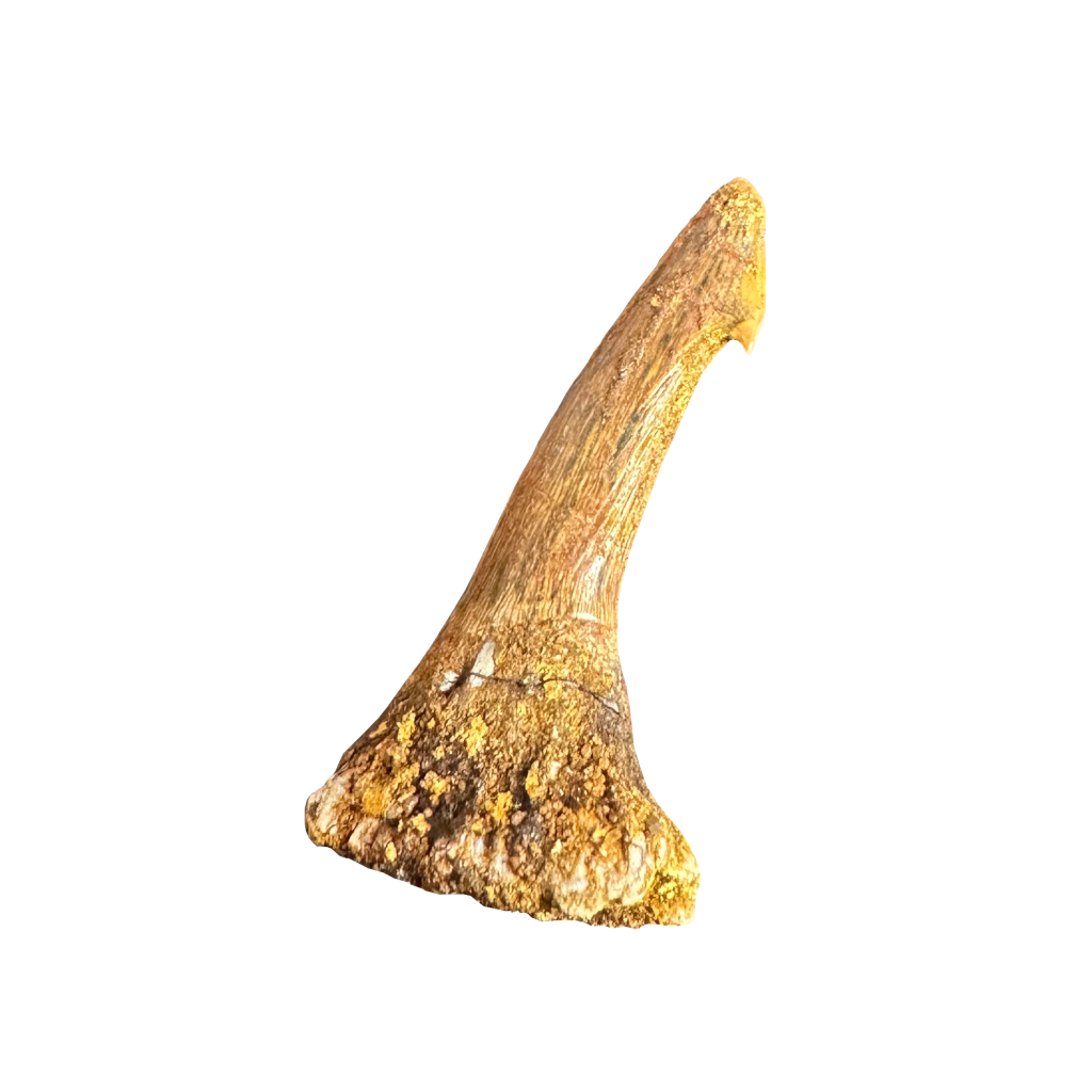 Sawfish Bard