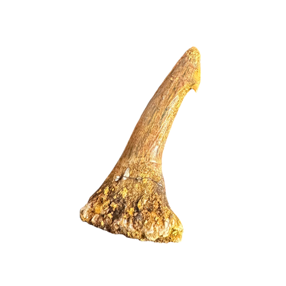 Sawfish Bard