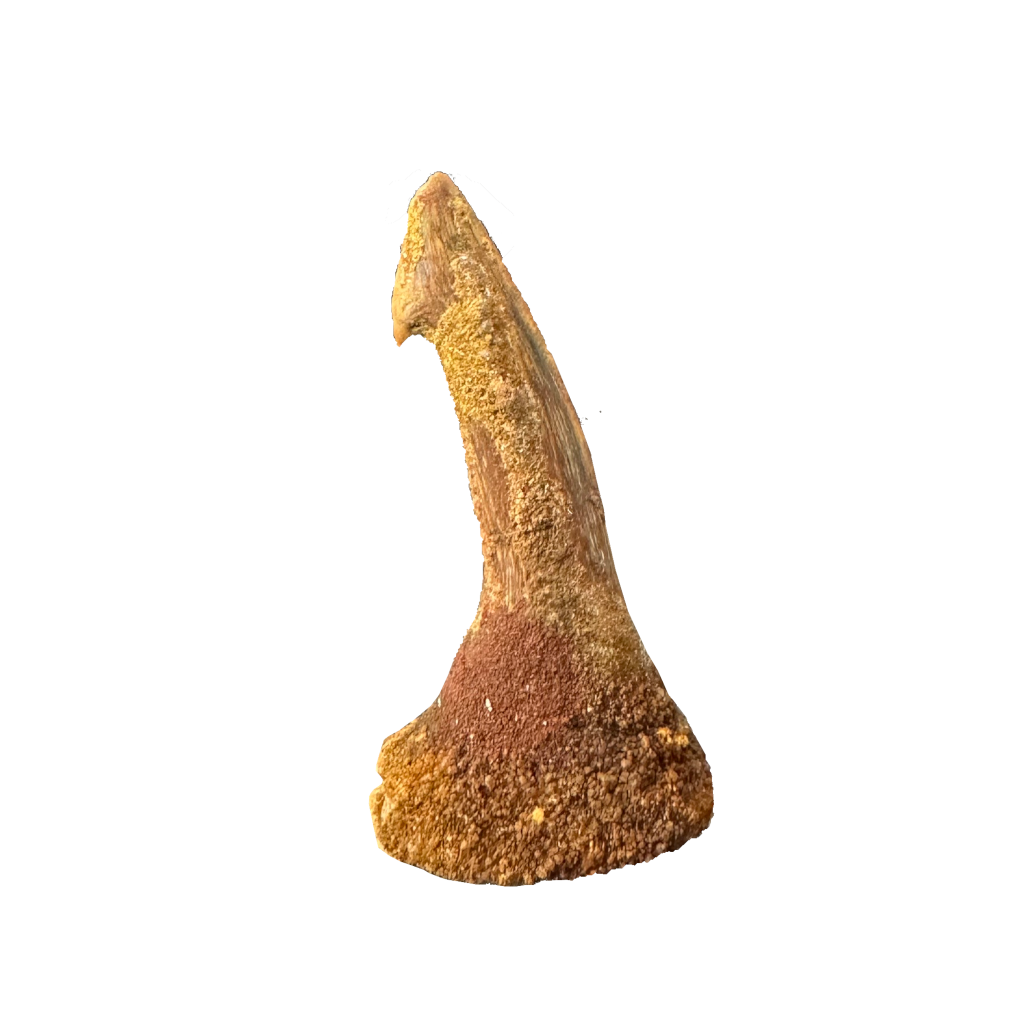 Sawfish Bard