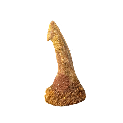 Sawfish Bard