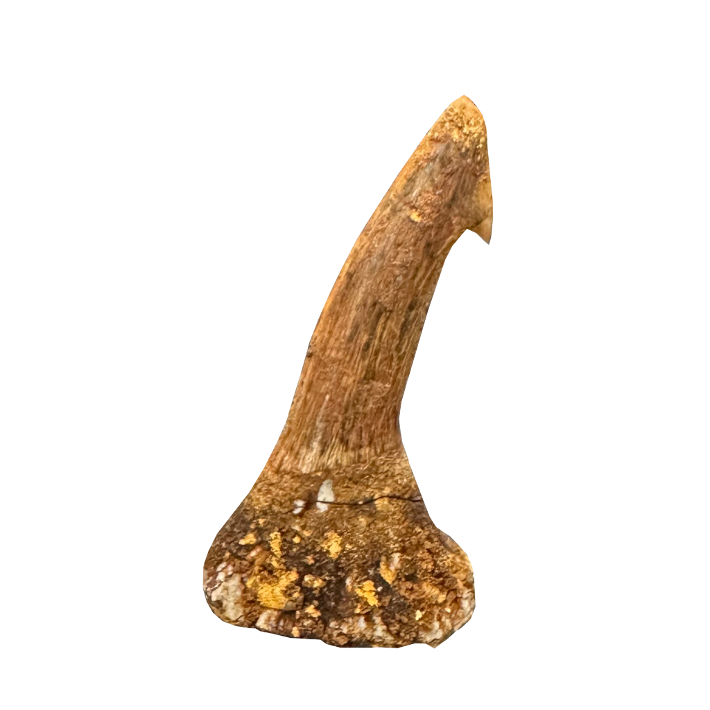 Sawfish Bard