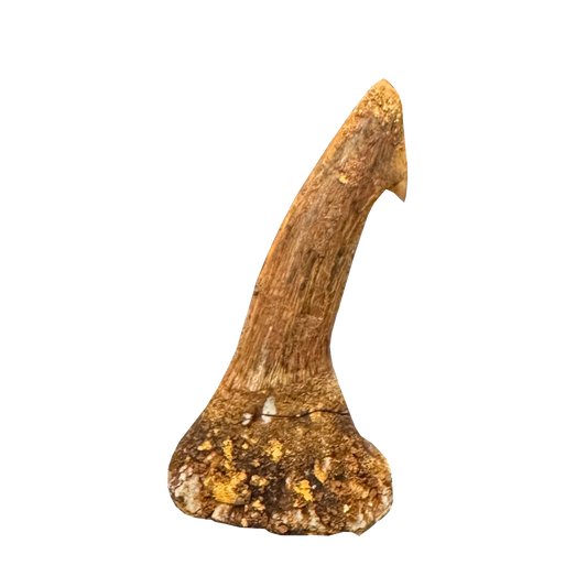 Sawfish Bard