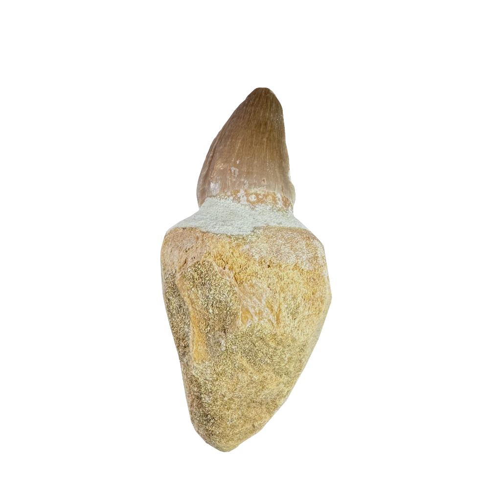 Mosasaurus Tooth
