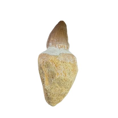 Mosasaurus Tooth