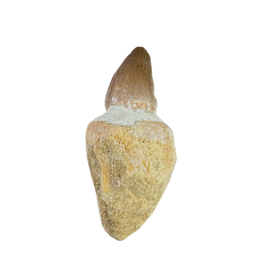 Mosasaurus Tooth
