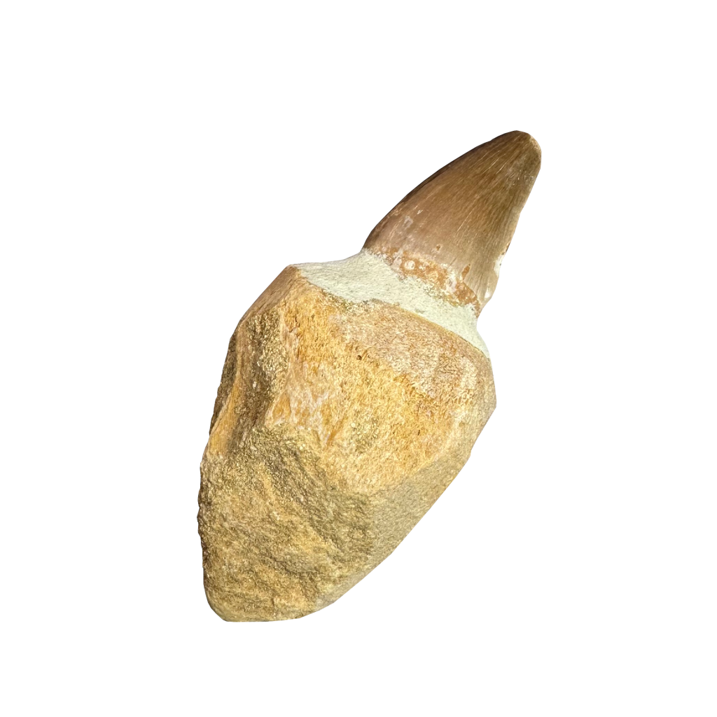 Mosasaurus Tooth