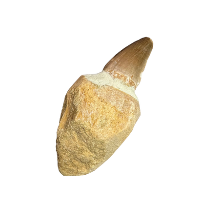 Mosasaurus Tooth