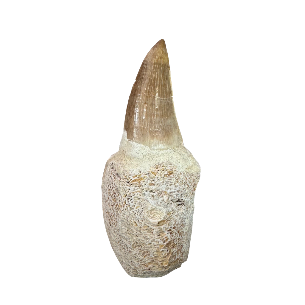 Mosasaurus Tooth