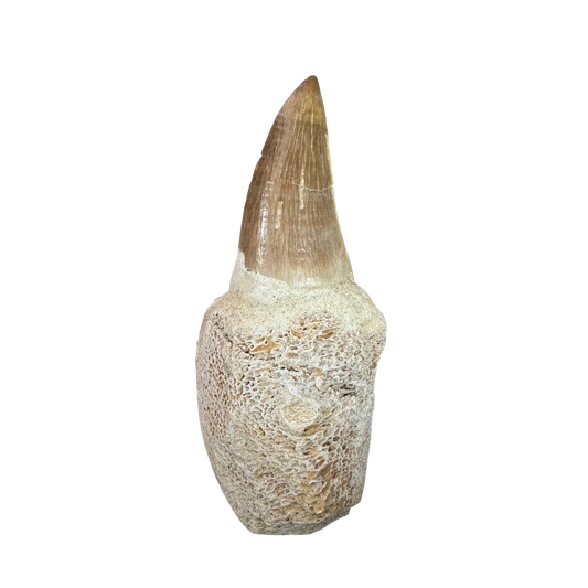 Mosasaurus Tooth