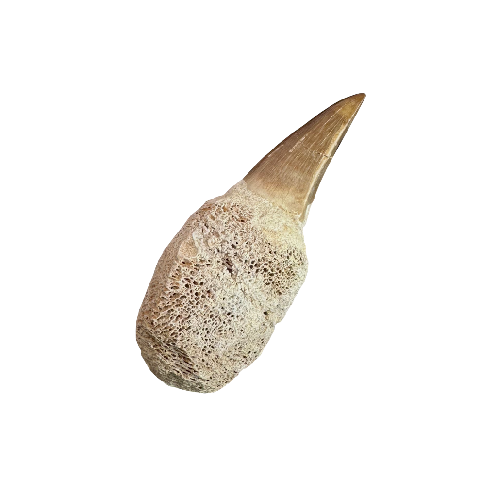 Mosasaurus Tooth