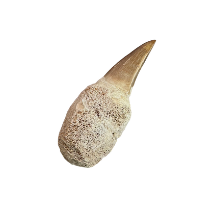 Mosasaurus Tooth