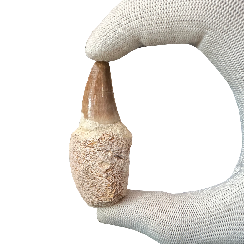 Mosasaurus Tooth