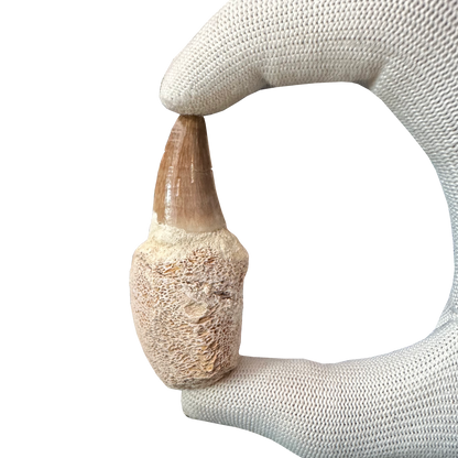 Mosasaurus Tooth