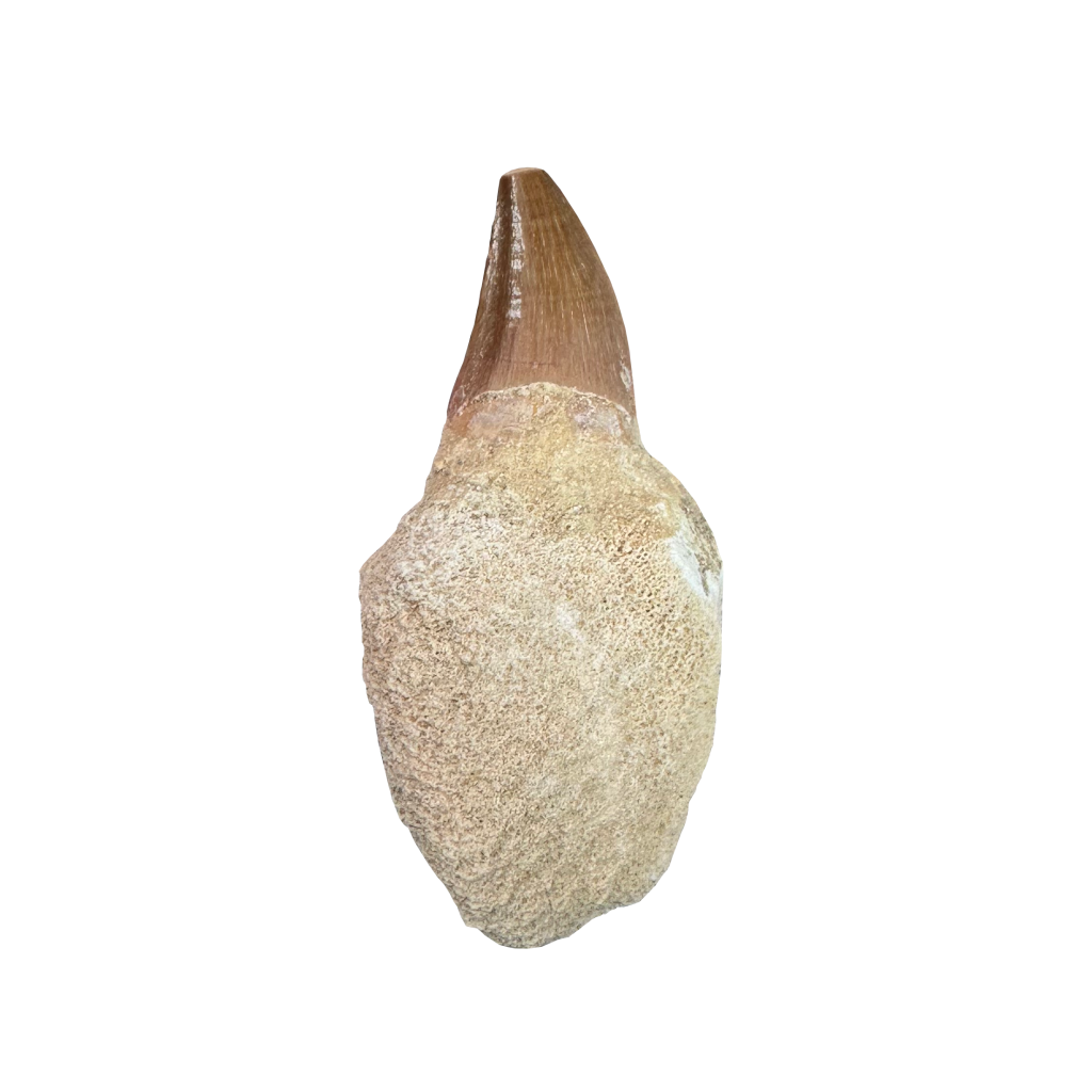 Mosasaurus Tooth
