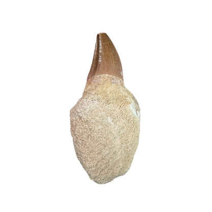 Mosasaurus Tooth