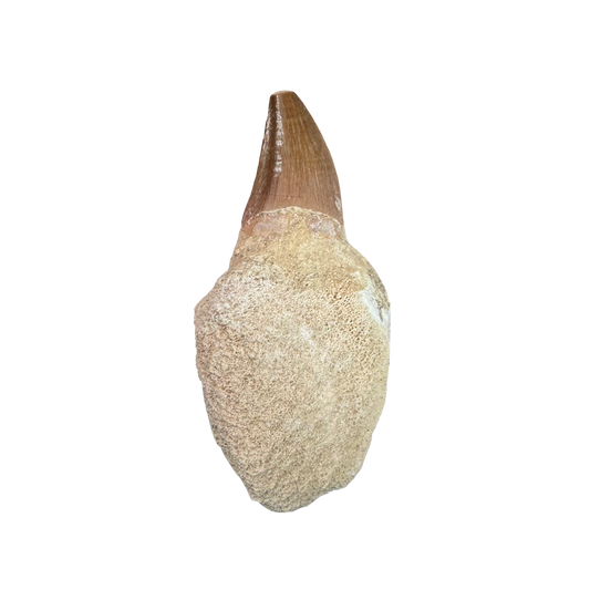 Mosasaurus Tooth