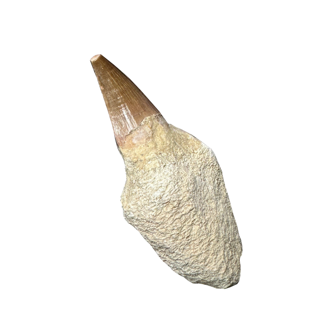 Mosasaurus Tooth
