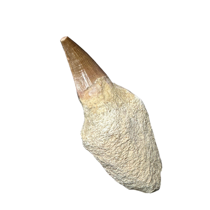 Mosasaurus Tooth
