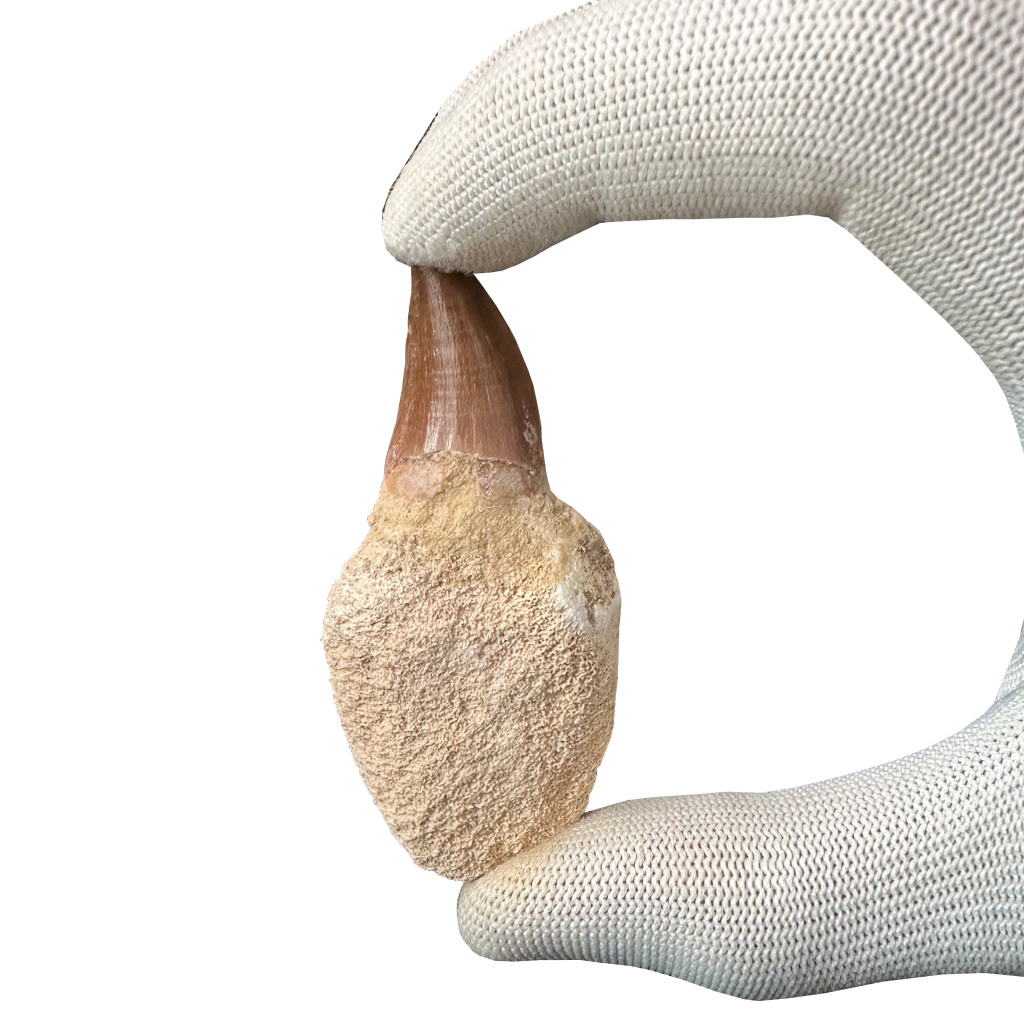 Mosasaurus Tooth