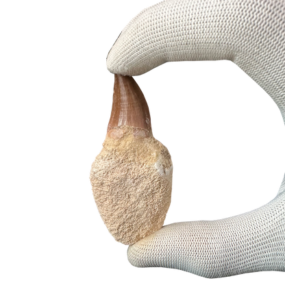 Mosasaurus Tooth