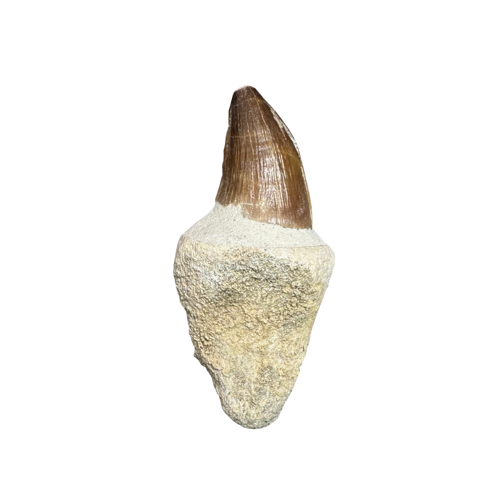 Mosasaurus Tooth