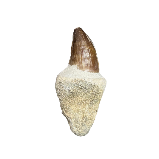 Mosasaurus Tooth