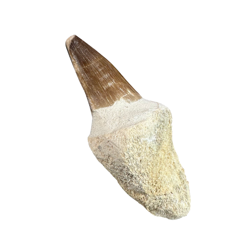 Mosasaurus Tooth