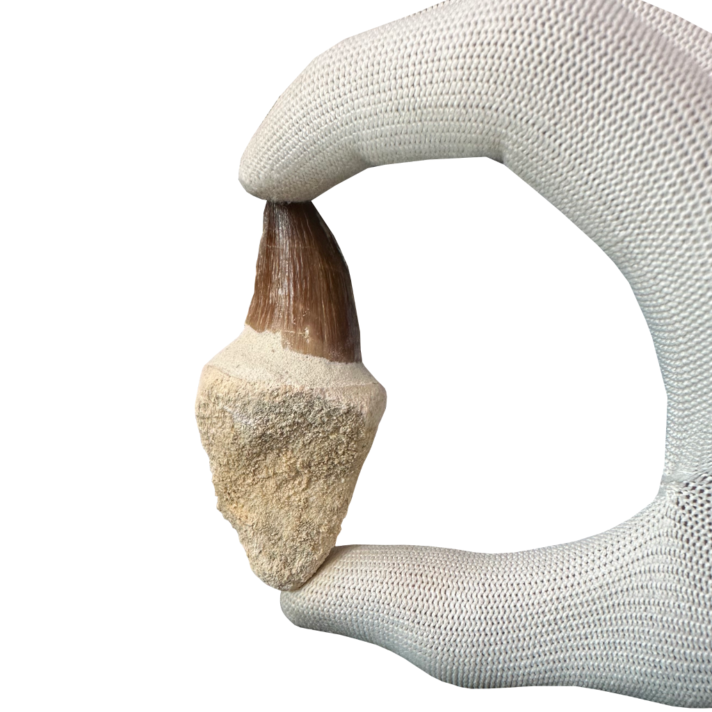 Mosasaurus Tooth