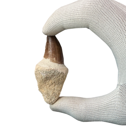 Mosasaurus Tooth