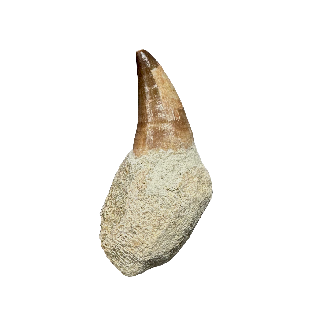 Mosasaurus Tooth