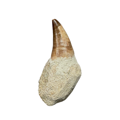 Mosasaurus Tooth