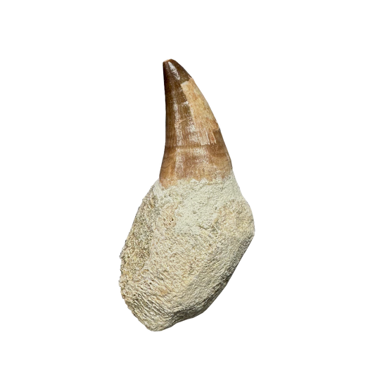 Mosasaurus Tooth