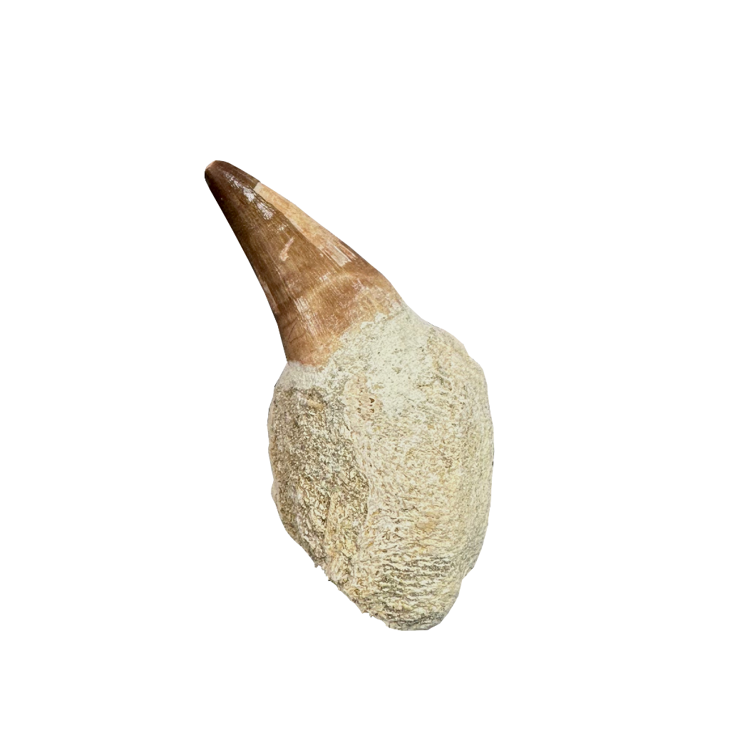 Mosasaurus Tooth