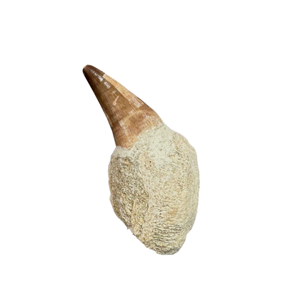 Mosasaurus Tooth