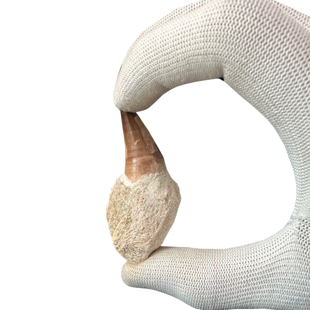 Mosasaurus Tooth