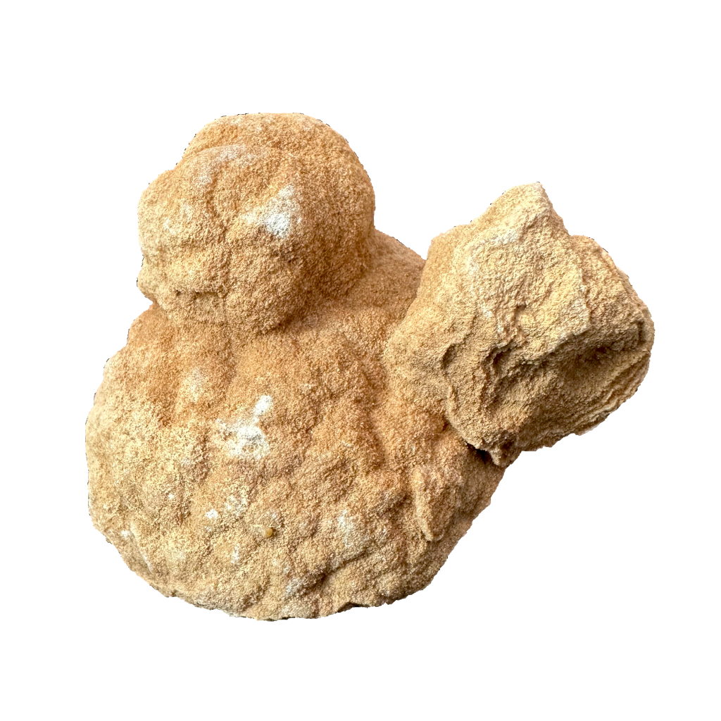 Stromatolite