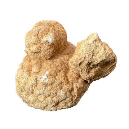 Stromatolite