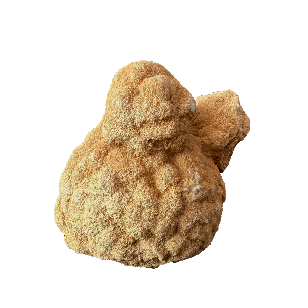 Stromatolite