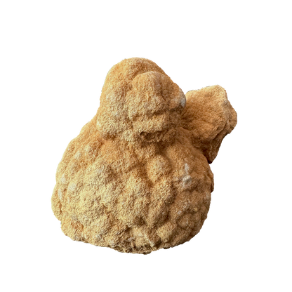 Stromatolite