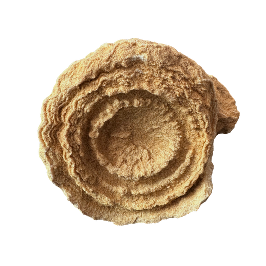 Stromatolite