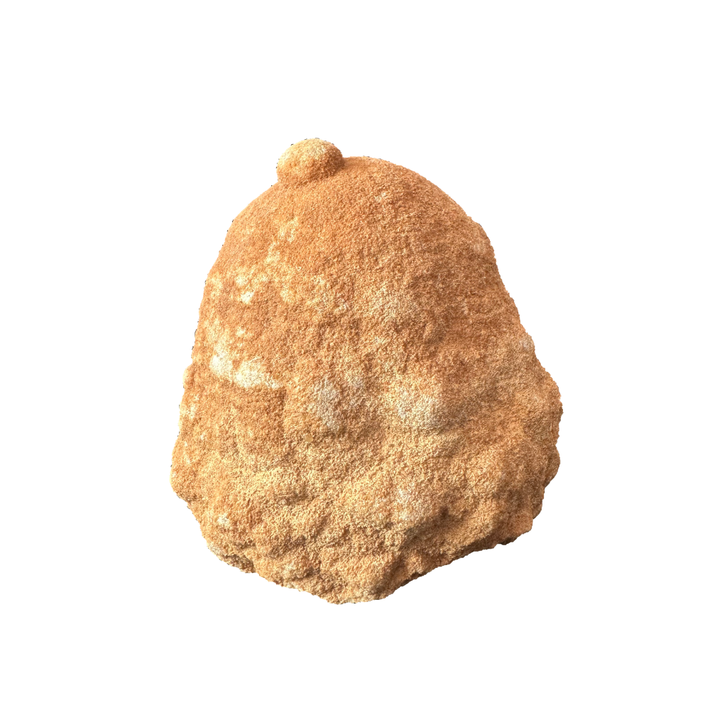 Stromatolite