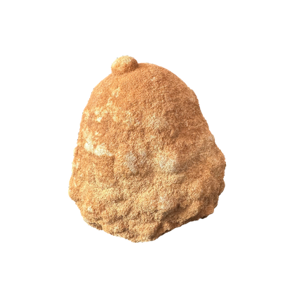 Stromatolite